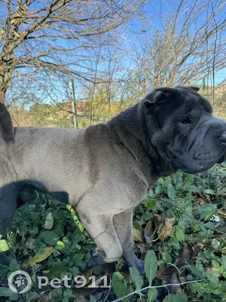 Chien errant près d'Airbus Marignane - photo