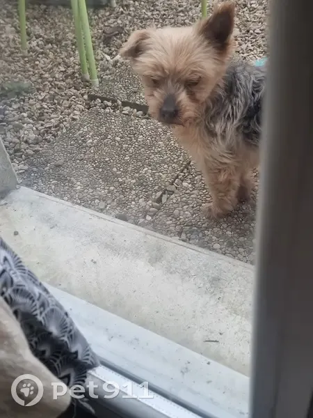 Chien perdu, oreille cassée, Genlis - photo