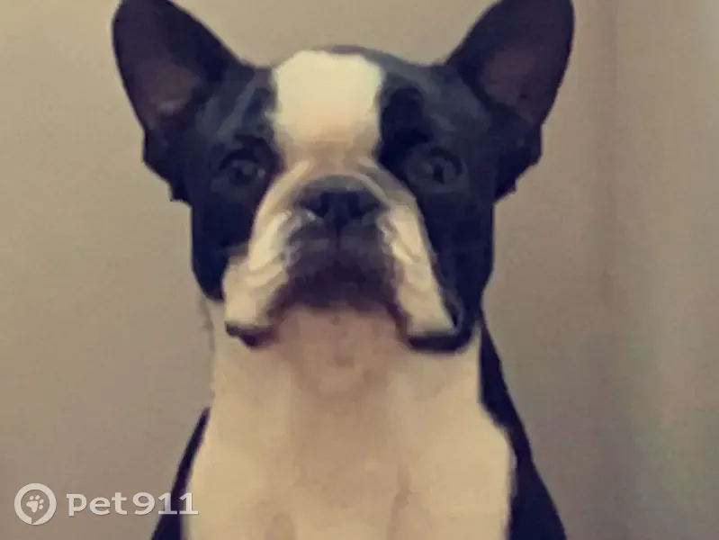 Chien Boston terrier perdu à Mouchard - photo