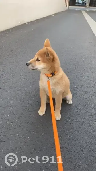 Perdue: Shiba femelle, 5 mois - photo