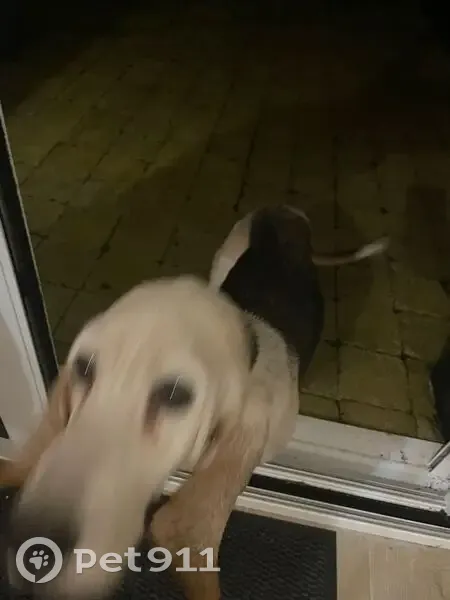 Chien perdu: Basset femelle âgée - photo