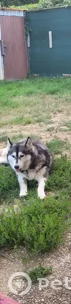 Miss Dior, Husky perdu à Segré - photo
