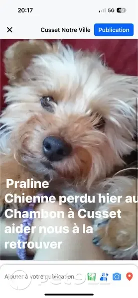 Chien Canne terrier perdu à Cusset - photo