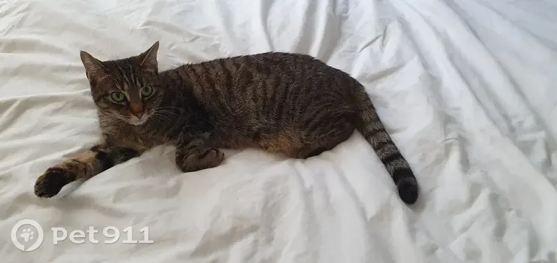 Chat européen perdu à Levallois - photo