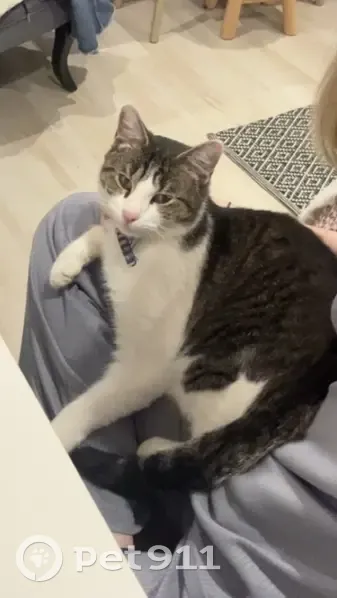 Chat perdu près forêt Ombrée - photo
