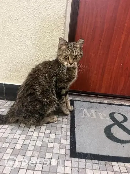 Chat craintif trouvé à Orly - photo