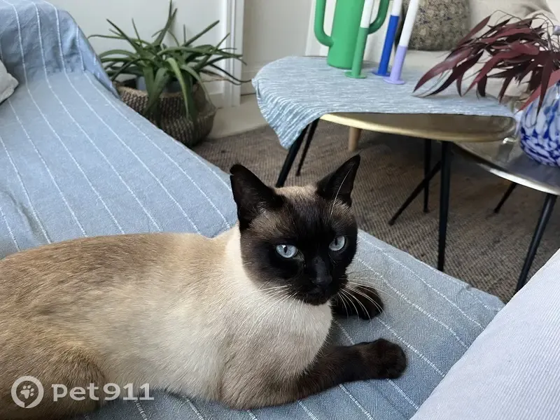 Avis de recherche: Chat perdu - photo