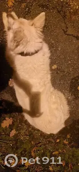 Chien berger blanc blessé trouvé - photo
