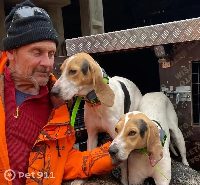 Alerte: 2 Beagles-Harriers perdus - photo