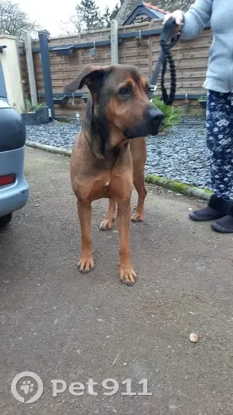 Chienne sauvée près de l'EHPAD - photo