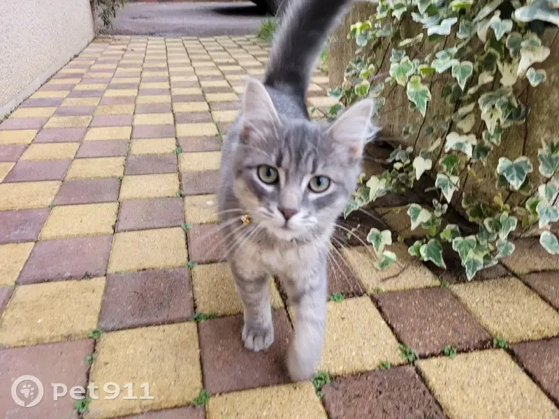 Chaton angora gris perdu - Changé - photo