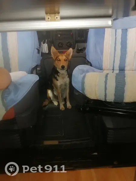 Chiens perdus à Conchez - photo