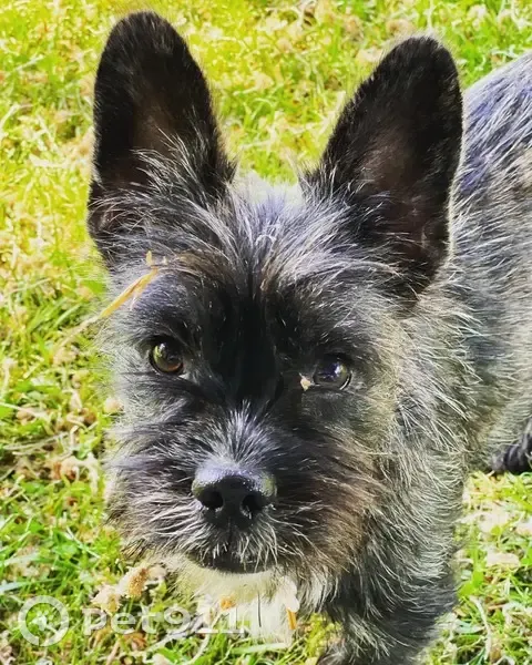 Chien Wendy perdu à Bardonnex - photo
