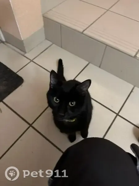 Chatte noire secourue à Riorges - photo