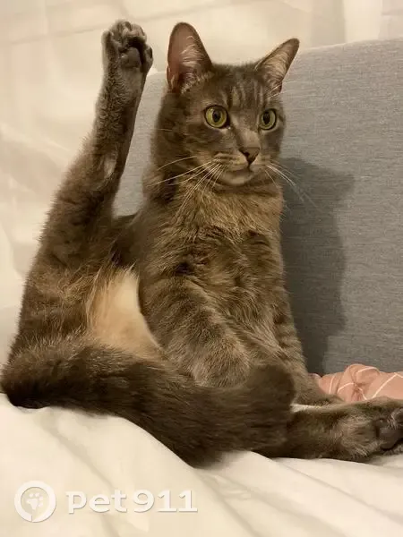 Alerte Eliote, chat tigré perdu - photo