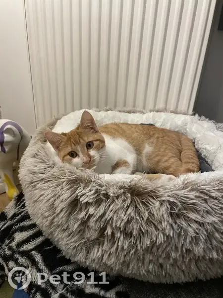Chatte Azel rousse/blanche perdue - photo