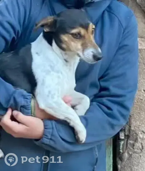 Jack Russell Perdu à Nîmes - photo