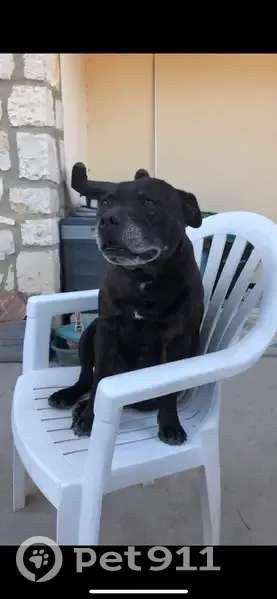 Chien perdu à Monteux - Affectueux - photo