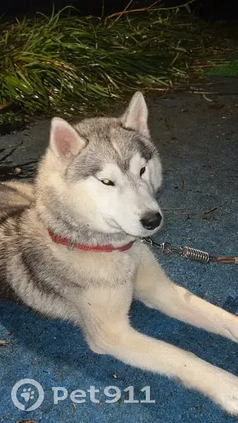 Marley, Husky perdu à Saint-André - photo