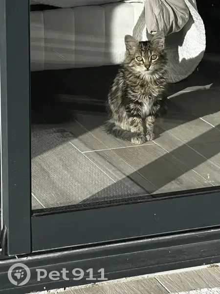Chat retrouvé à Buze, Marseille - photo