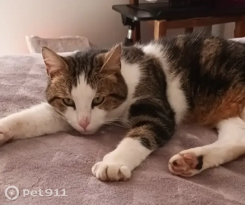 Chat tigré suiveur trouvé à Colleville - photo