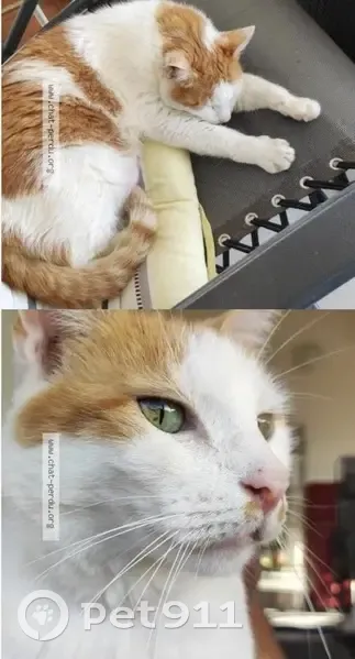 Chat blanc/roux perdu - Saint-François - photo