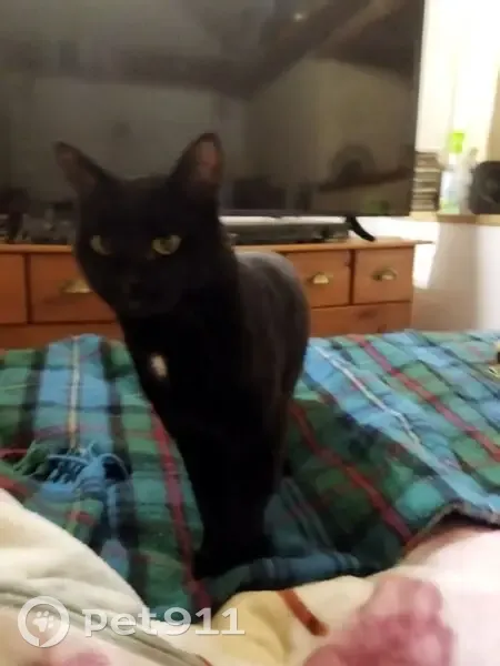 Chat noir tatoué perdu à Tréguier - photo