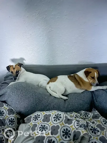 Alerte: 2 Jack Russels Perdues - photo