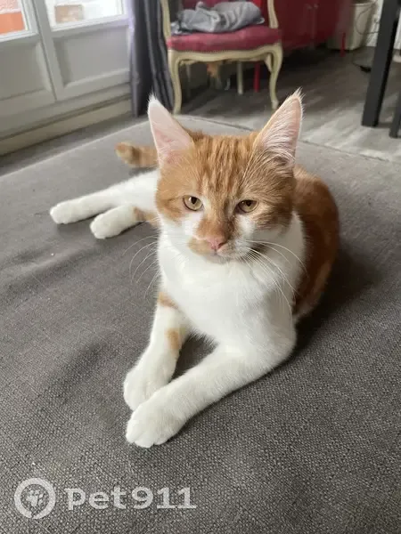 Chat roux et blanc perdu à Beaujoire - photo