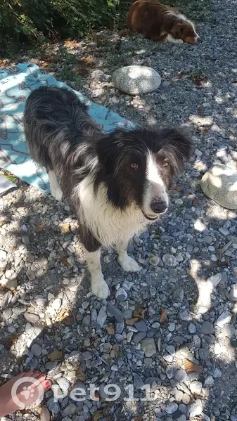 Chien Nahiko perdu à Saint-Bertrand - photo