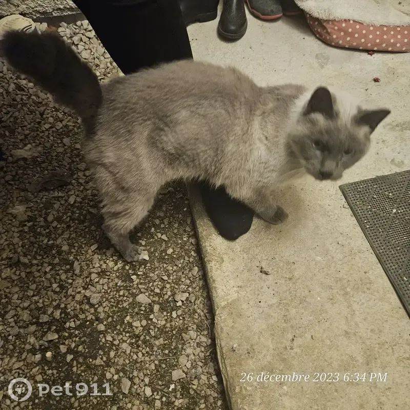 Chat siamois perdu - Vadans - photo