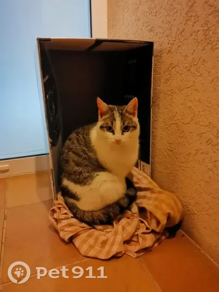 Chat gris-blanc trouvé à Aidling - photo