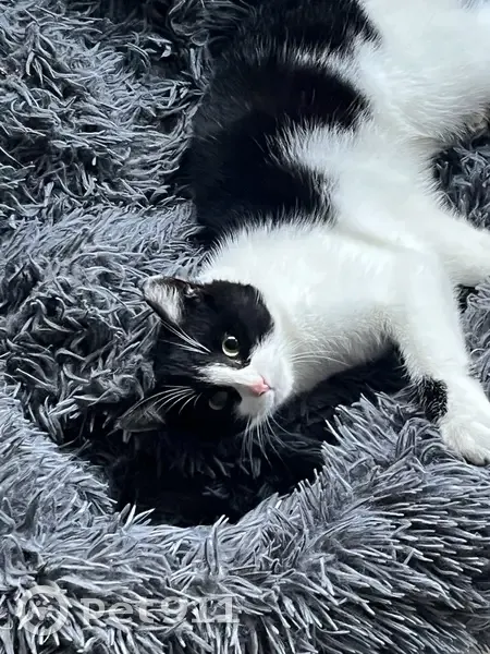 Chaton noir/blanc perdu D 113 - photo