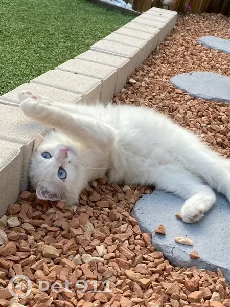 Chaton blanc sourd perdu à Marmande - photo