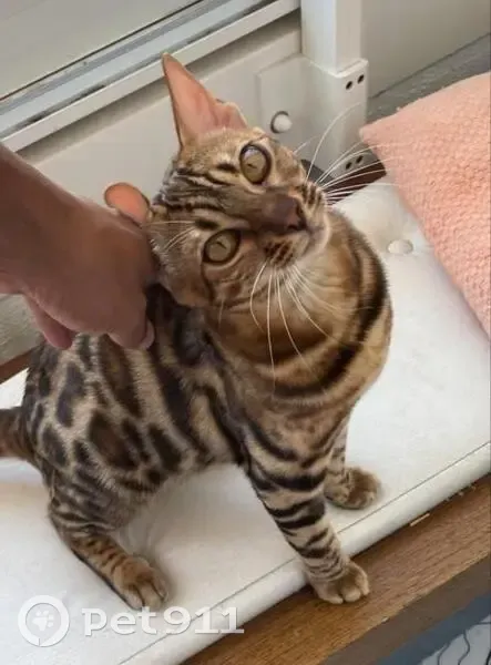 Aslan, chaton Bengal perdu - photo