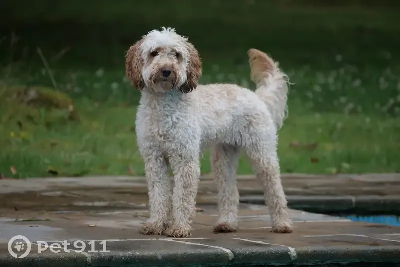 Perdu: Cockapoo abricot à Rambouillet - photo