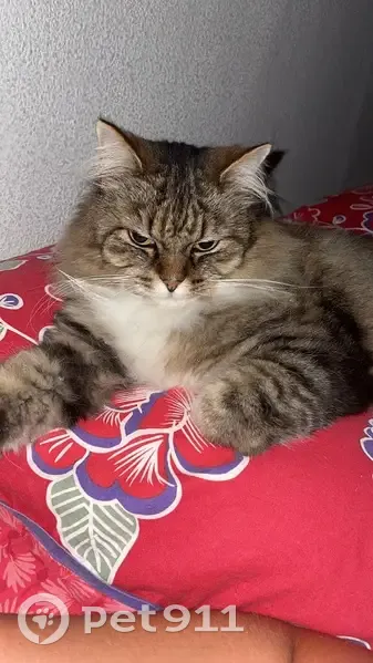 Chat tigré perdu à La Saline - photo