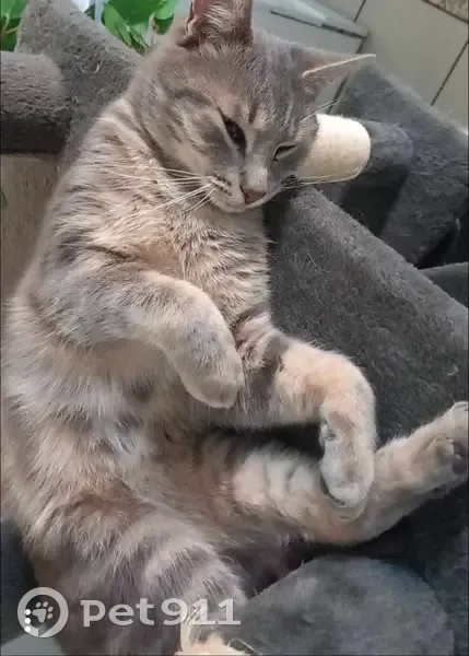 Chat tigré perdu à Escaudain - photo