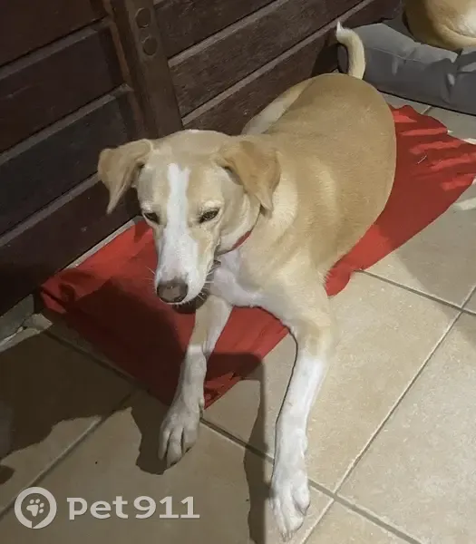 Chienne perdue à St Anne - photo