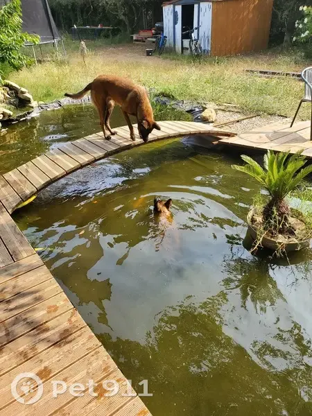 Deux Malinois perdus à Caveirac - photo