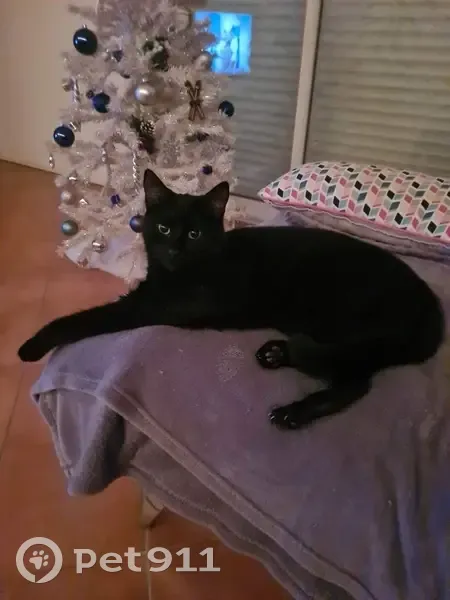 Chat Lucifer perdu - St-Cyprien - photo