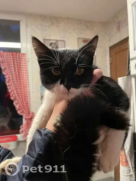 Chaton noir et blanc perdu - photo