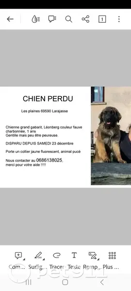 Avis de recherche: Leonberg - photo