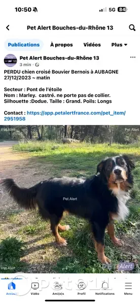 Chien croisé disparu à Aubagne - photo