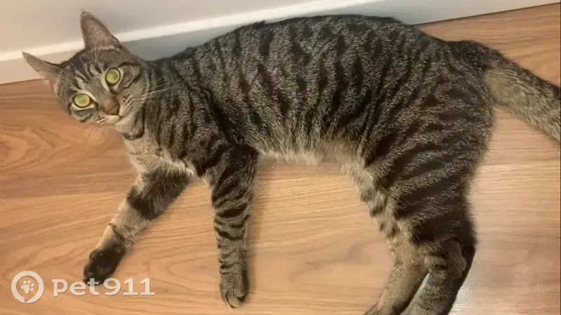 Chat Croquette disparu à Vienne - photo