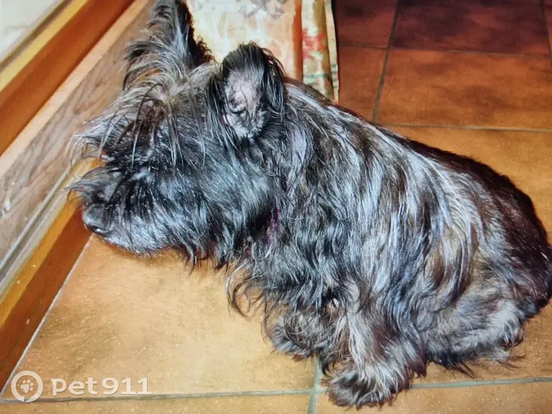 Chien Cairn Terrier perdu, Espaly - photo