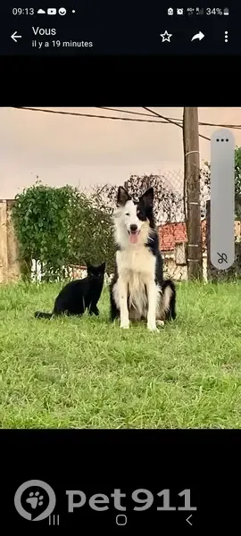 Chien Border Collie Perdu à St-Joseph - photo