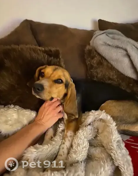 Chien perdu: Femelle Beagle mix - photo