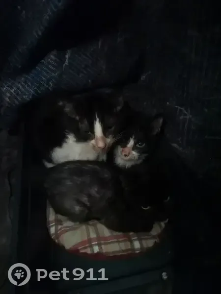3 chatons sauvés près de Montdidier - photo