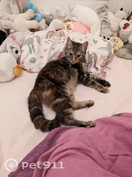 Chat trigré trouvé à La Grève - photo